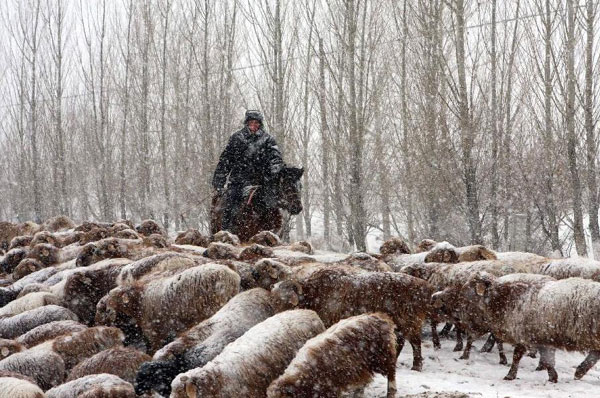 Herdsmen in Altay transfer herds to winter pastures