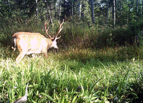 World's rarest cats spotted in nature reserve