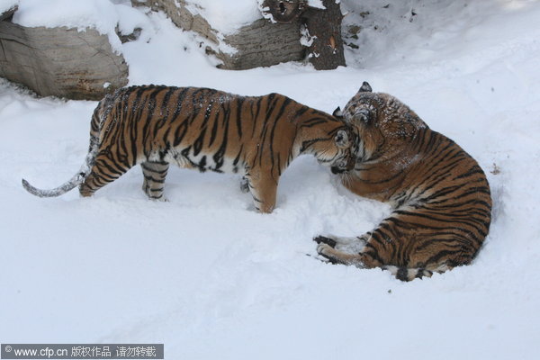 A pair of Siberian tigers have fun in the snow at a zoo in Yantai city, Shandong province on Dec 6, 2012. Siberian tigers frolic in snow in E China