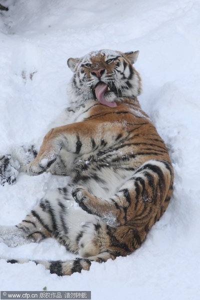 A Siberian tiger has fun in the snow at a zoo in Yantai city, Shandong province on Dec 6, 2012. Siberian tigers frolic in snow in E China