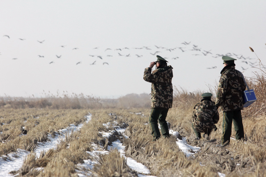 Border patrol protects migrating birds