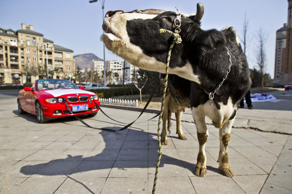 BMW owner protests with cow