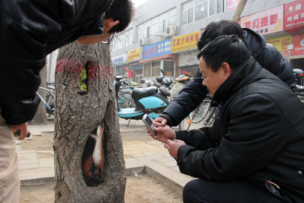 Tree hole art a treat for passers-by