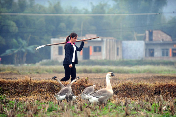 Liang Lina finishes up working in the field in Luhe village, in Guangxi, Feb 25, 2013. Young deputy has high hopes for village