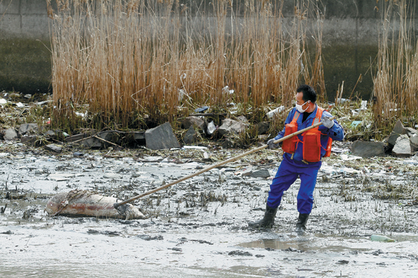 Floating carcasses prompt safety concerns