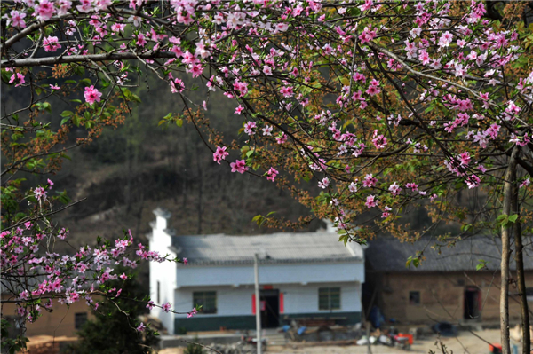 Peach flowers blossom in C China