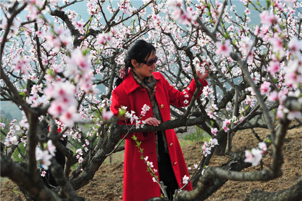Peach flowers blossom in C China