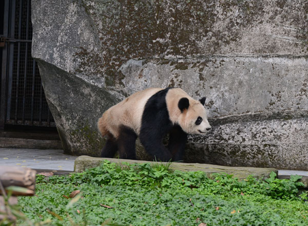 Panda sent off for the cameras