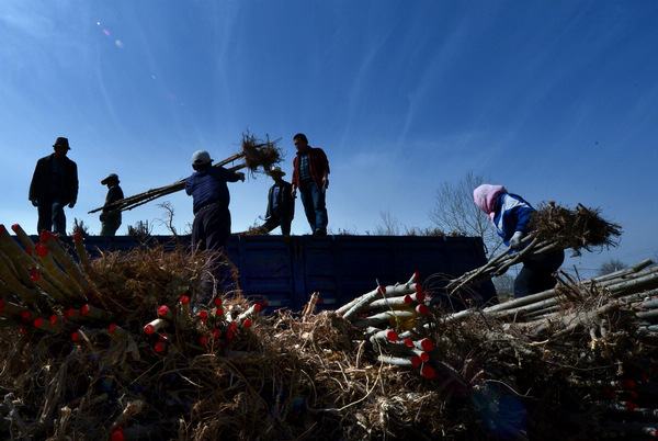 Harvest time for nursery stock in NW China