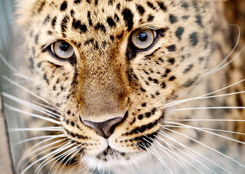 Cross-border reserve to protect leopards