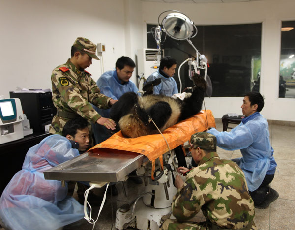 Wild panda undergoes physical checkup