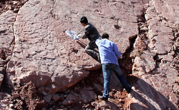 Fossilized tracks show dinosaurs could swim