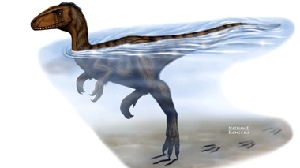 Fossilized tracks show dinosaurs could swim