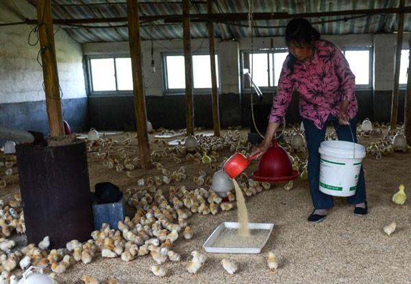 Chicken farmer hit hard by bird flu scare