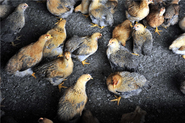 Ensuring safety of poultry sent to HK, Macao