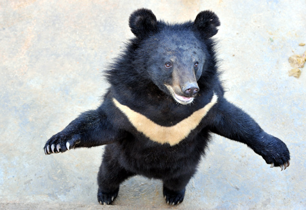 Bear bile industry gets bitten by legal action