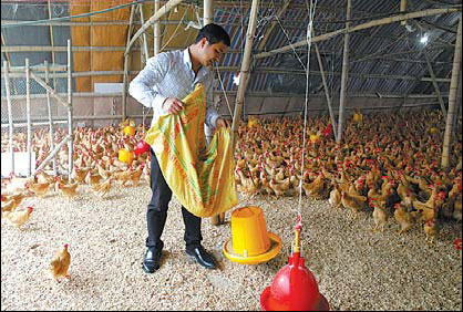 Poultry industry under pressure