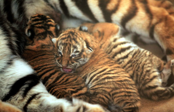 Triple joy for Siberian tiger