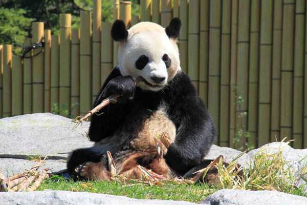 Giant pandas debut at Toronto Zoo