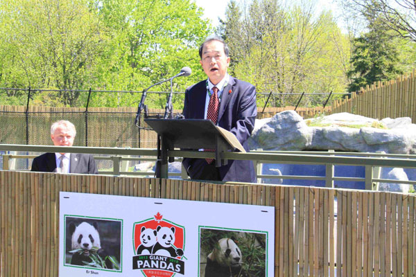 Giant pandas debut at Toronto Zoo