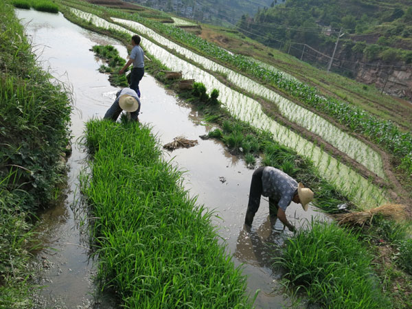 Farmers follow ancient lunar calendar