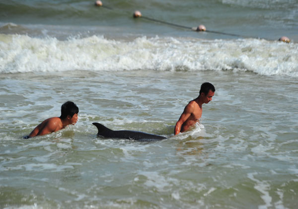 Injured dolphin rescued in Hainan