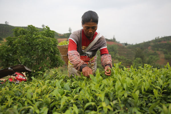 Experts brew ideas for China tea