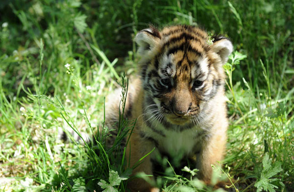 Roar of Siberian cubs