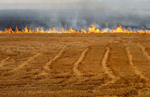 Farmers burn wheat stubble despite ban