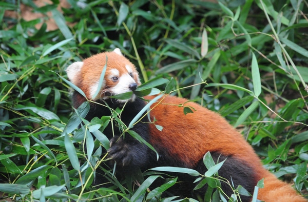 Red pandas prepare for move to Taipei zoo