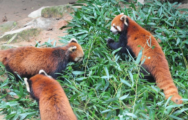 Red pandas prepare for move to Taipei zoo