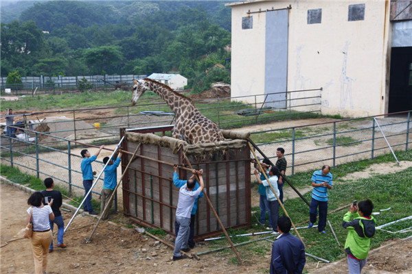 Giraffe travels for 'blind date'