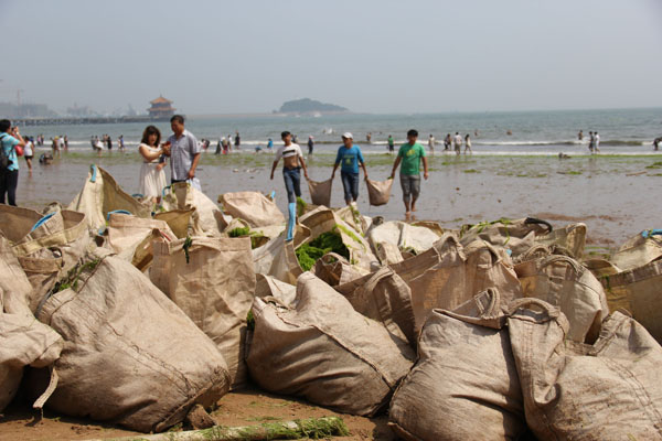 Bags of harmful algae, collected by volunteers, are stacked along the Zhan Bridge beach in Qingdao, Shandong province, on June 26, 2013. Hazardous algae cleared from China's waters