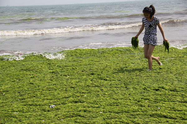 A woman carries handfuls of harmful seaweed she has just collected along the Zhan Bridge beach in Qingdao, Shandong province, on June 26, 2012. Hazardous algae cleared from China's waters