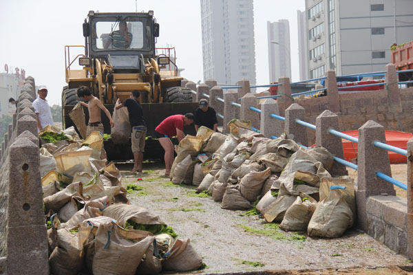 Volunteers load a truck with bags of hazardous seaweed that has been cleared off the Zhan Bridge beach in Qingdao, Shandong province, on June 26, 2013. Hazardous algae cleared from China's waters