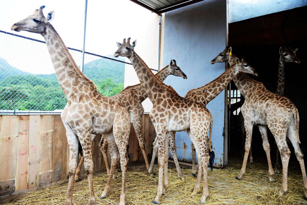 South African giraffes settle into new China home