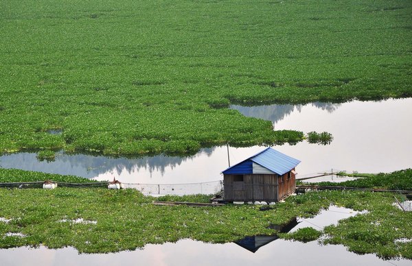 Water hyacinth covers river in SW China