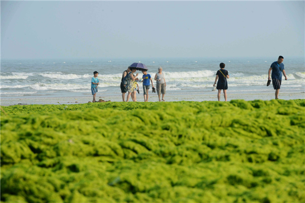 Green algae covers E China beach after Soulik