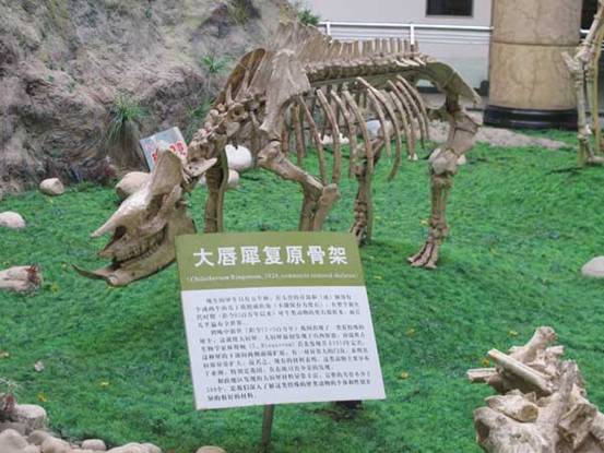 Hezheng county beefs up fossil protection