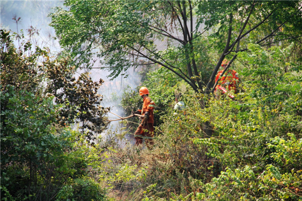 Forests fire breaks out due to heat wave