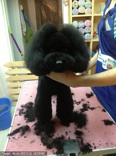 Pets in NE China are well-groomed