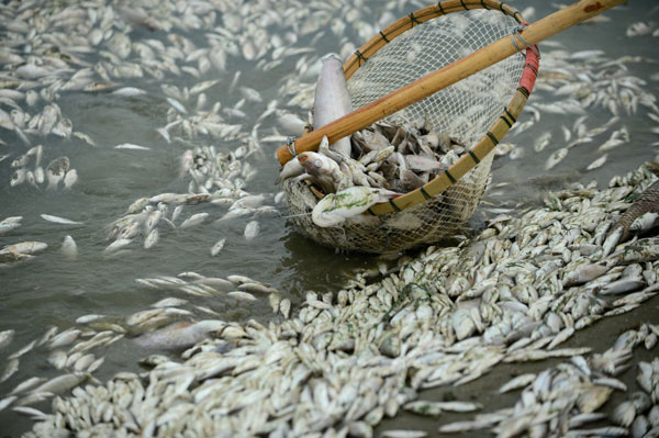 Pollution kills fish in C China river