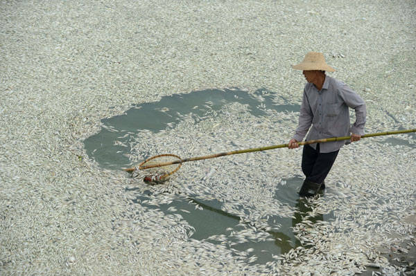 Pollution kills fish in C China river