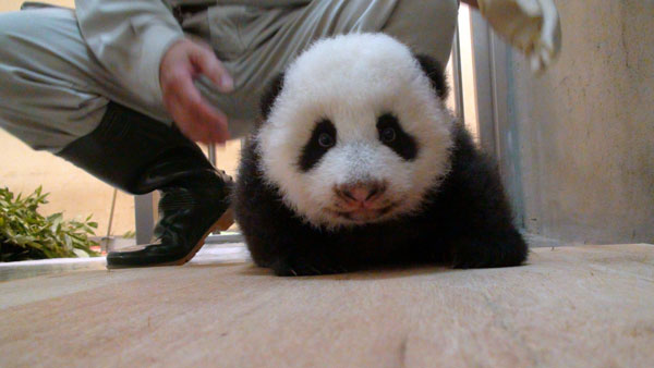 Panda cub practises crawling in Taipei