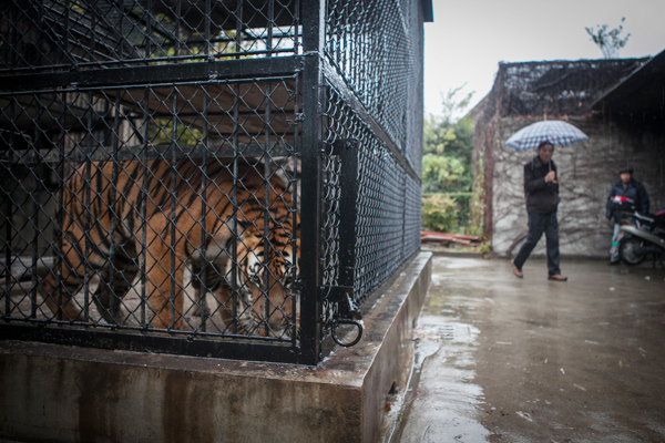 Fatal tiger attack 'points to flaws in zoo management'