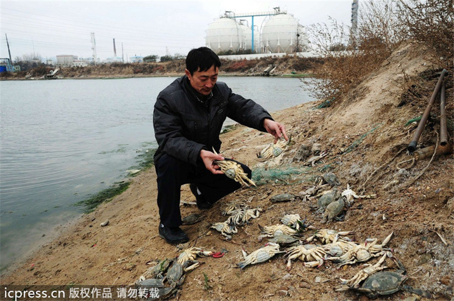 Oil spill from Qingdao blast kills sea life