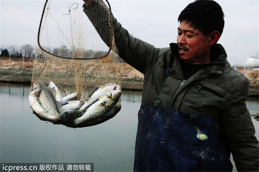 Oil spill from Qingdao blast kills sea life