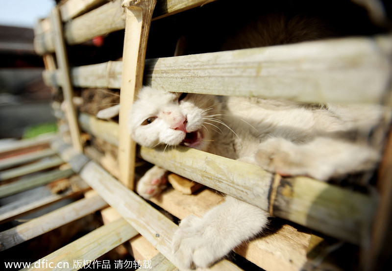 2,800 stray cats on the way to be slaughtered saved