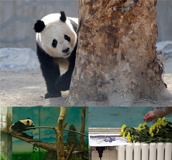 Death of panda leaves many questions unanswered