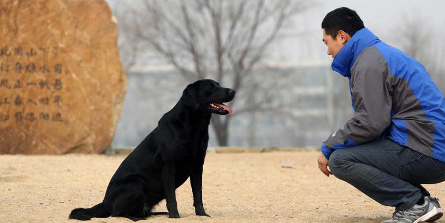Guide dogs trained in NE China